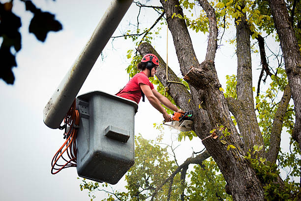 Best Tree Cabling and Bracing  in , IN